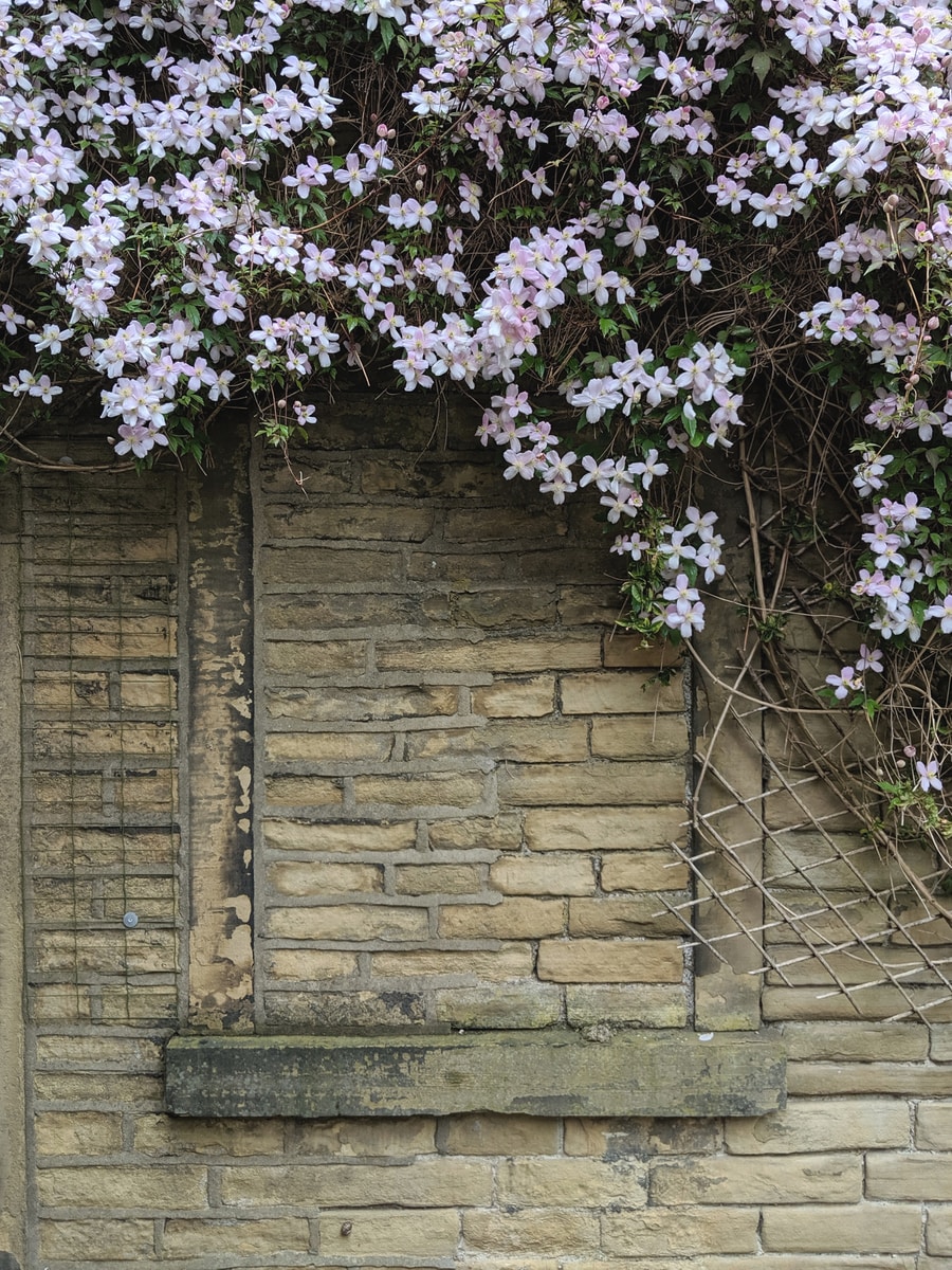 pink petaled flowers